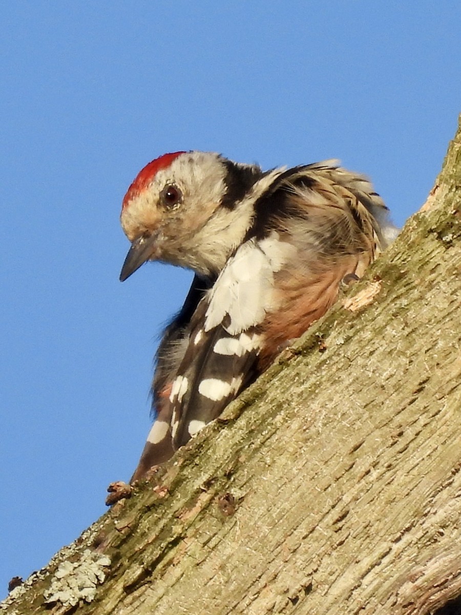 Middle Spotted Woodpecker - ML620714031