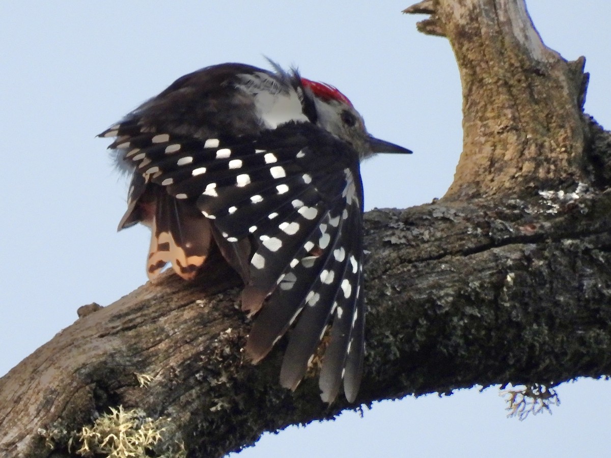 Middle Spotted Woodpecker - ML620714033
