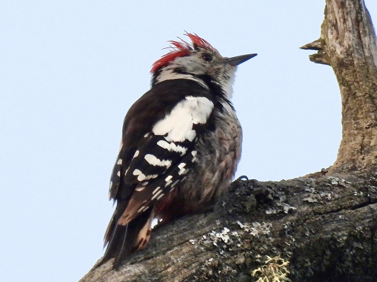 Middle Spotted Woodpecker - ML620714034