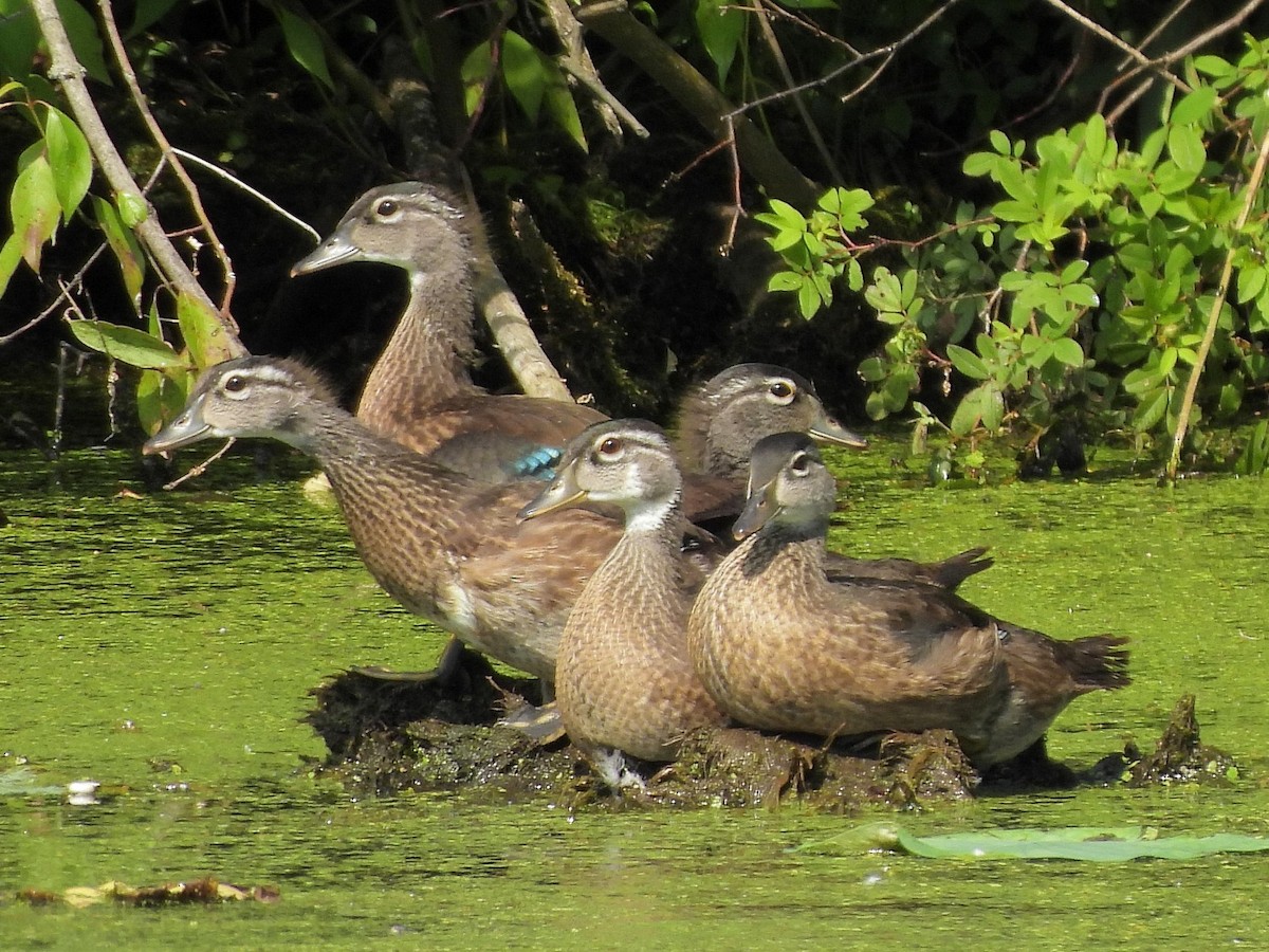 Wood Duck - Bill Nolting