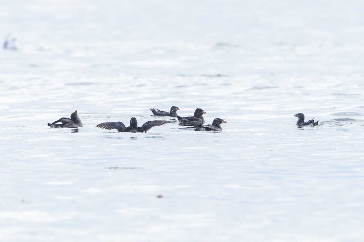 Rhinoceros Auklet - ML620714048