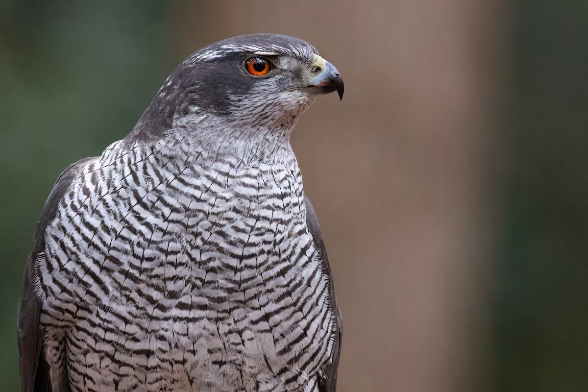 Eurasian Goshawk - ML620714052