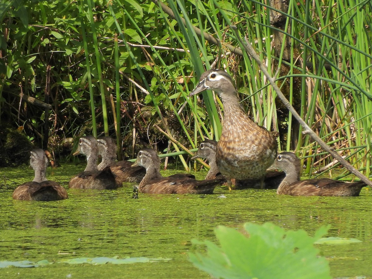 Wood Duck - ML620714054