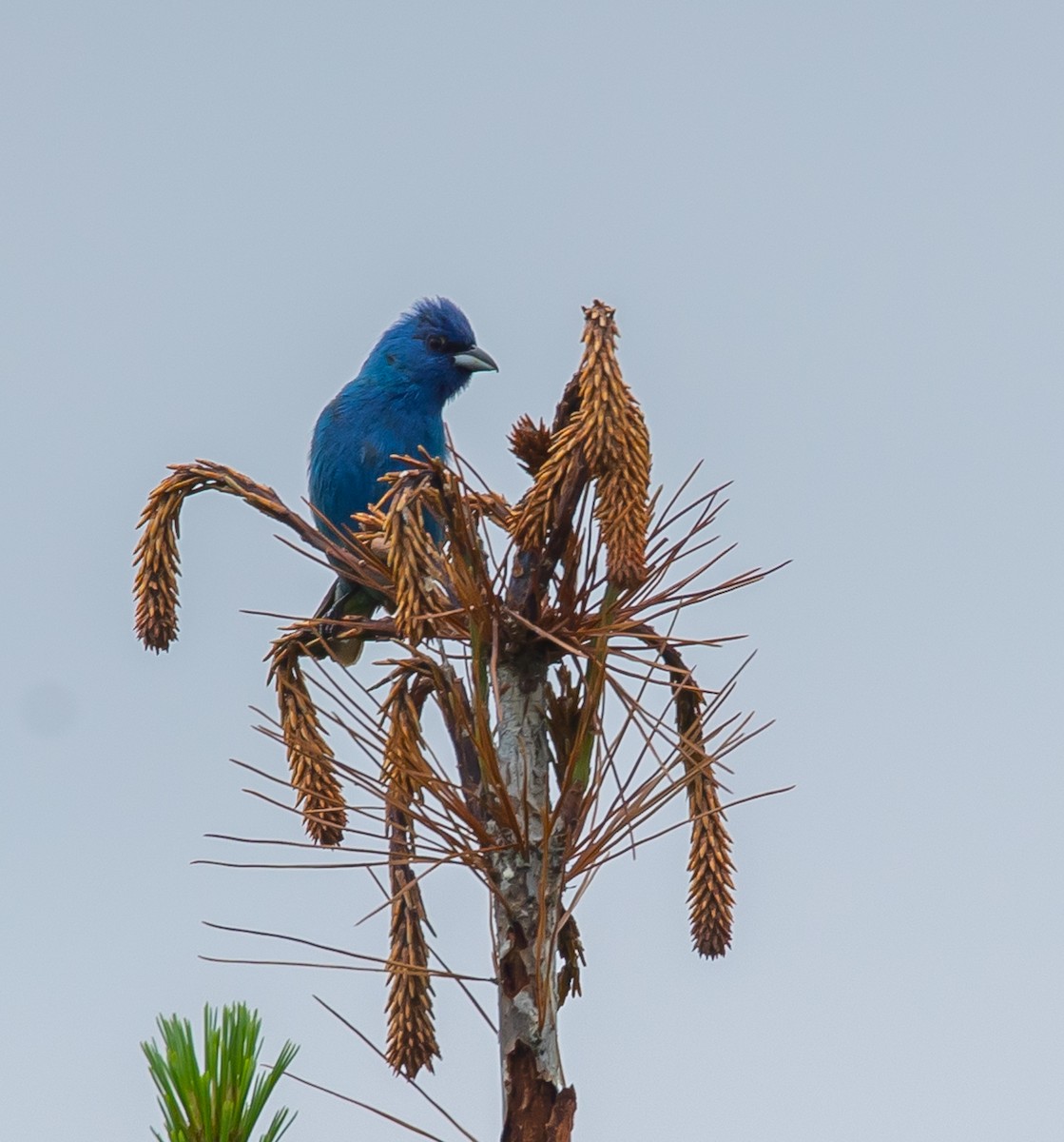 Indigo Bunting - ML620714058