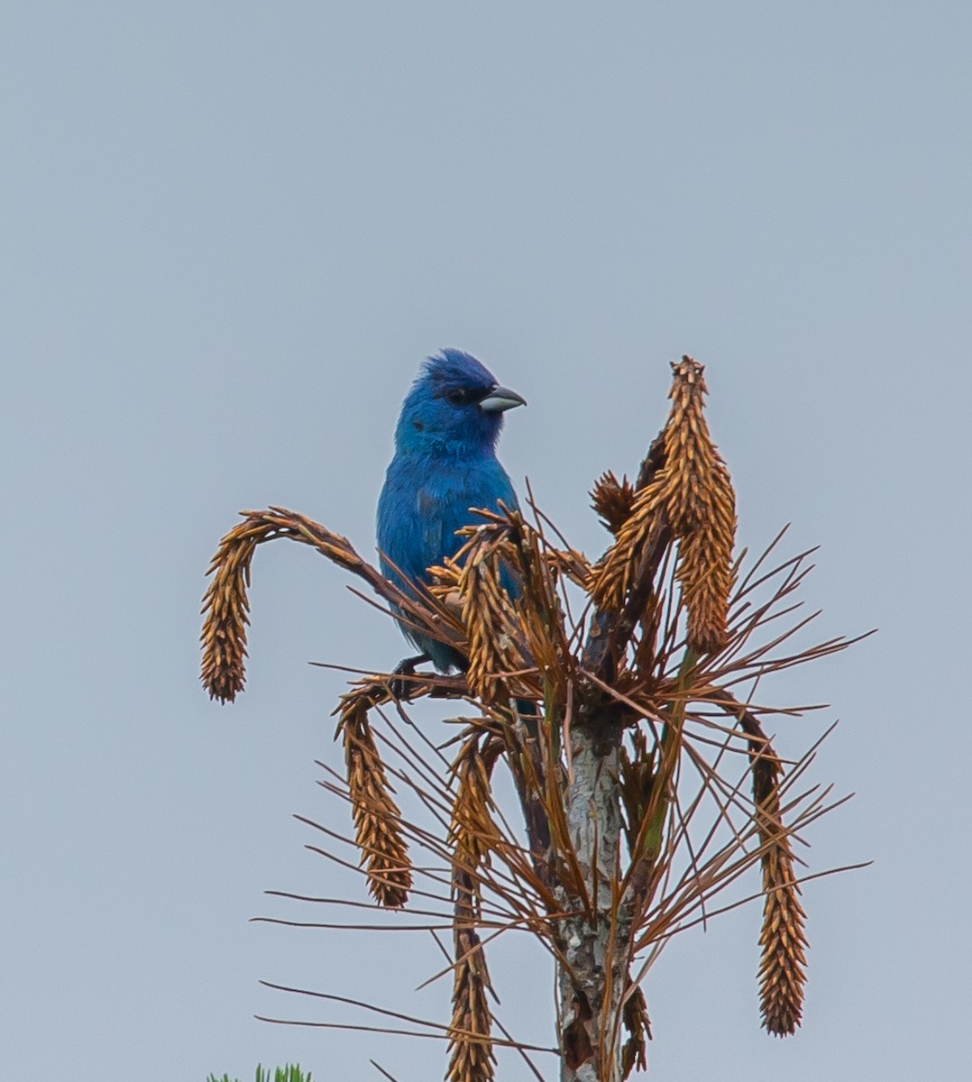 Indigo Bunting - ML620714059