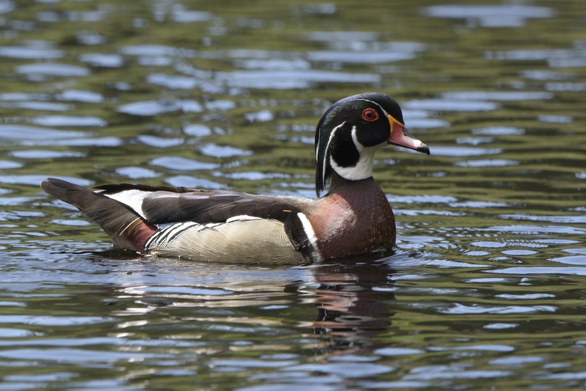 Wood Duck - ML620714063