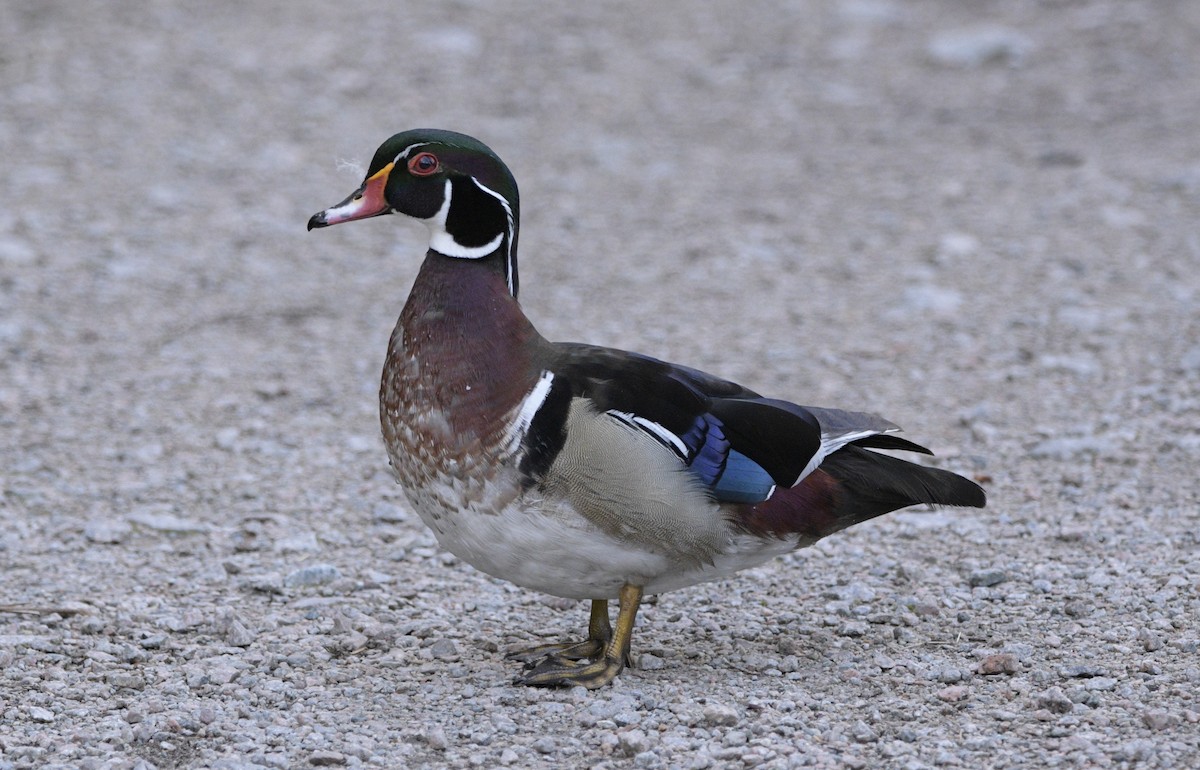 Wood Duck - ML620714064