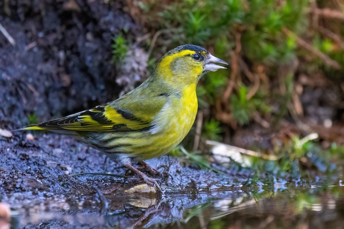 Eurasian Siskin - Jaap Velden