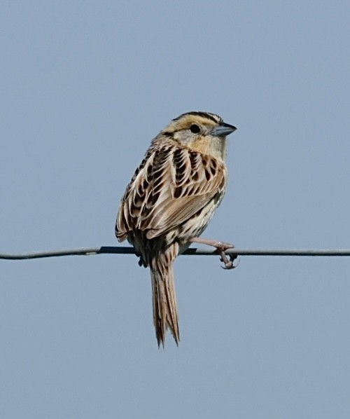 LeConte's Sparrow - ML620714071