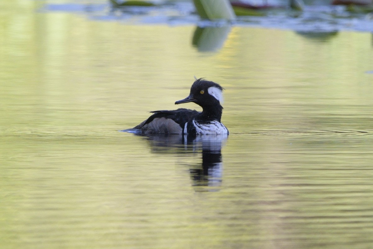 Hooded Merganser - ML620714072