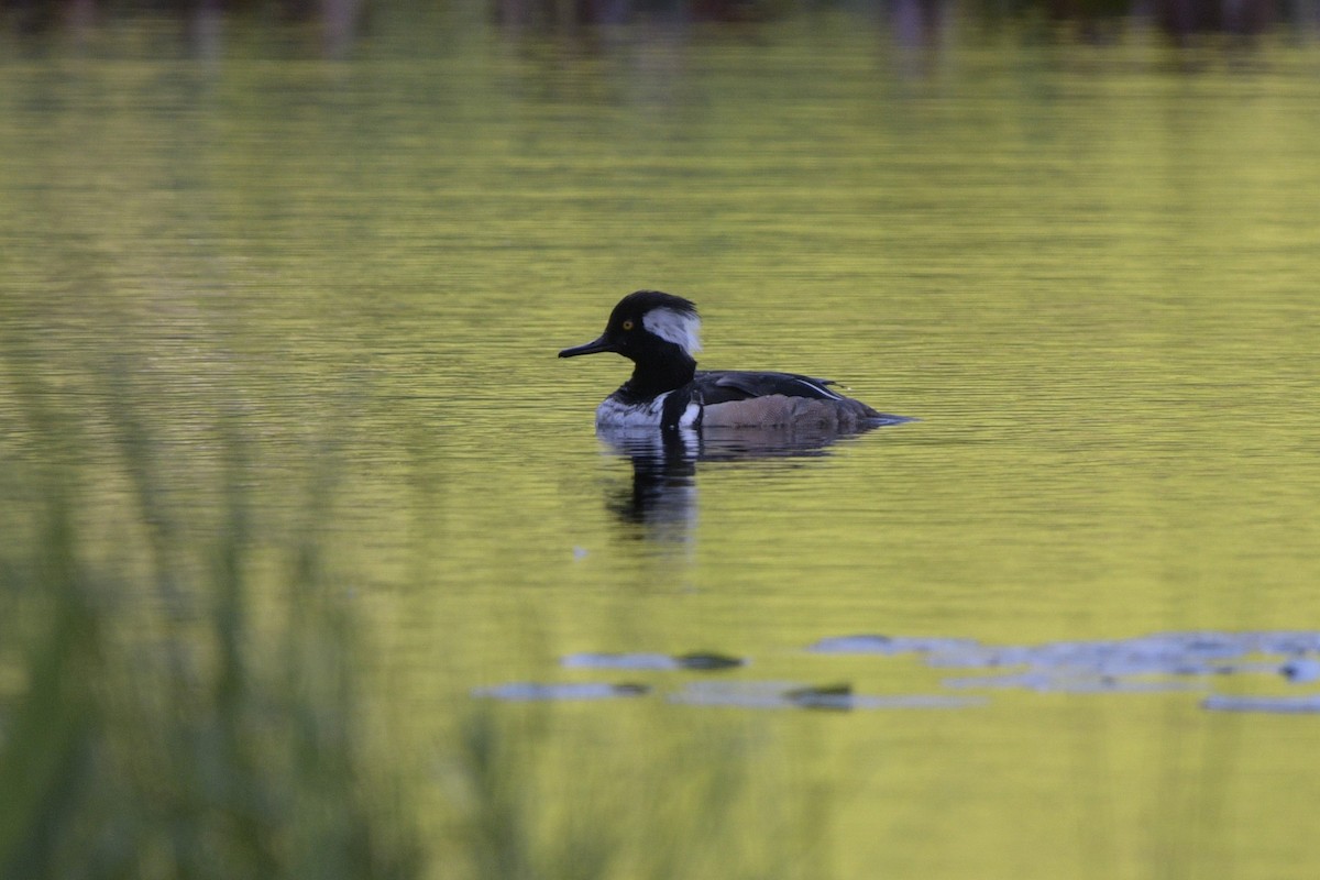 Hooded Merganser - ML620714073