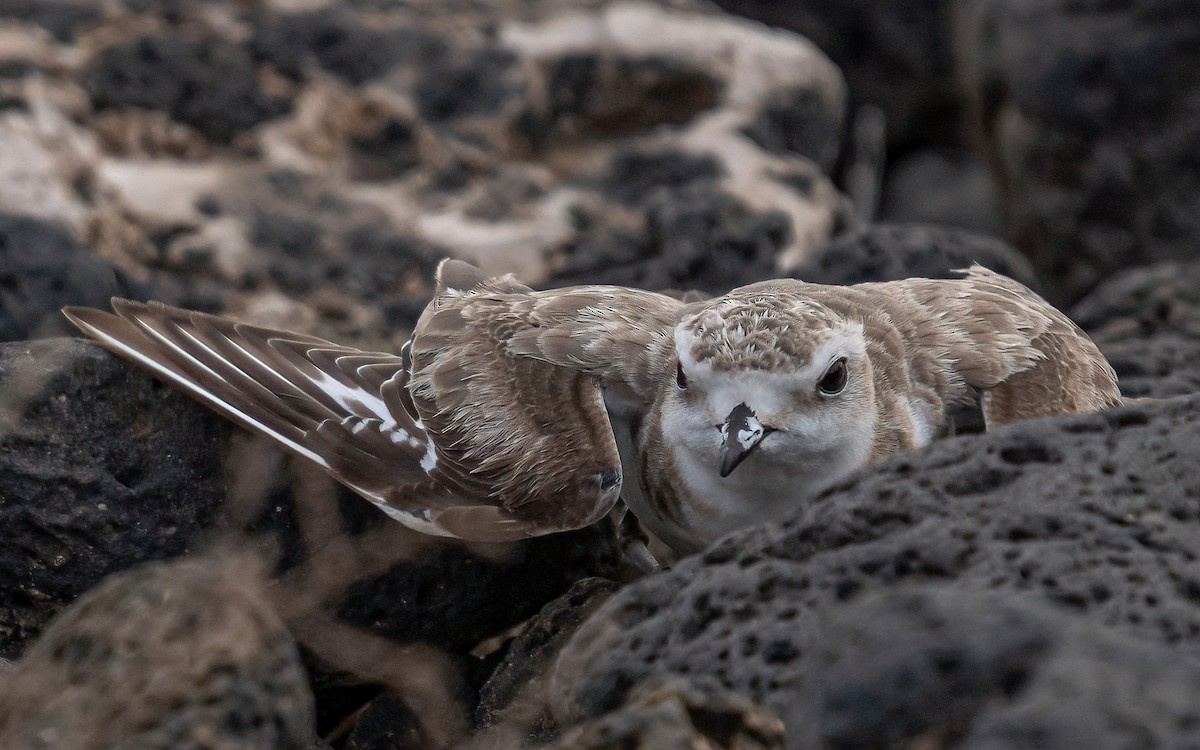 Kentish Plover - ML620714075