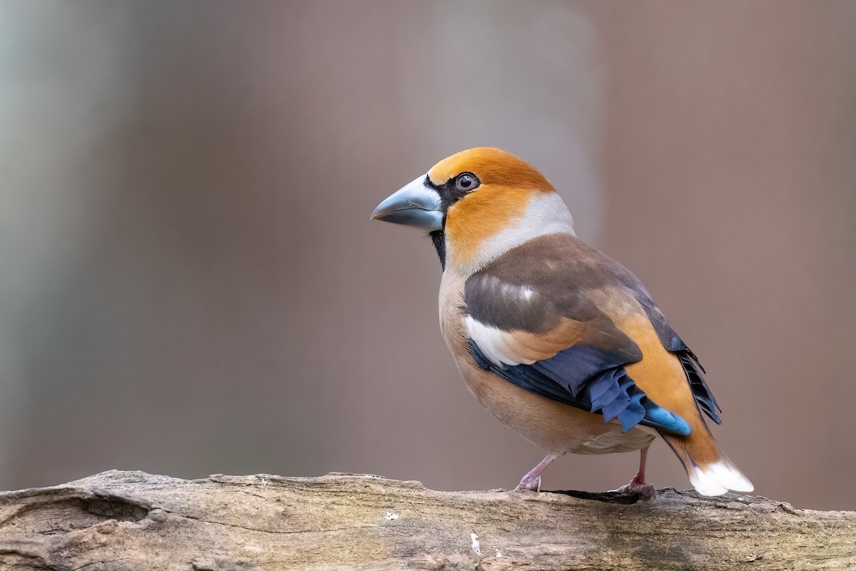 Hawfinch - ML620714076