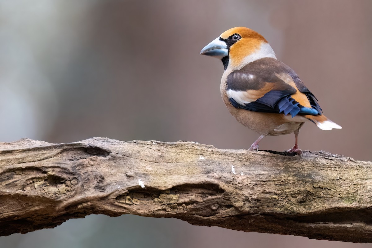 Hawfinch - Jaap Velden