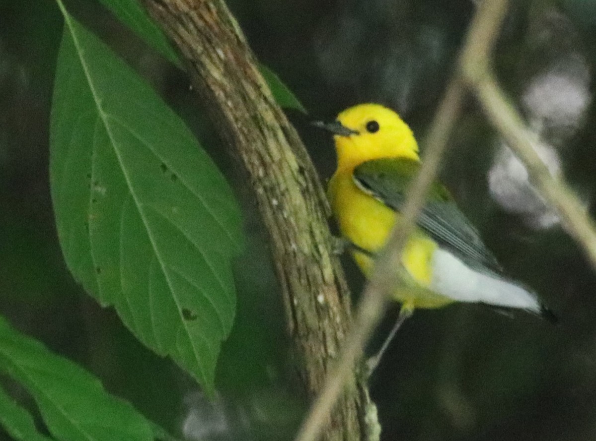 Prothonotary Warbler - ML620714078