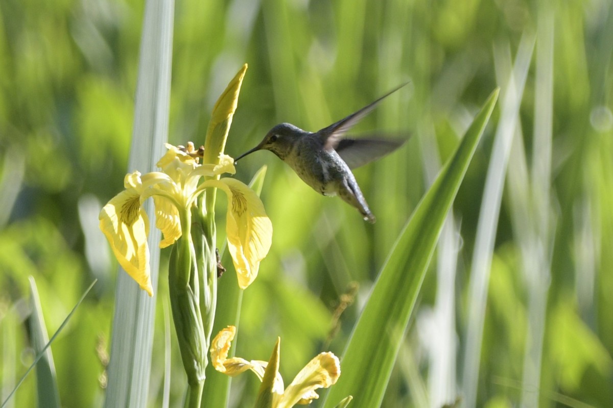 Anna's Hummingbird - ML620714079