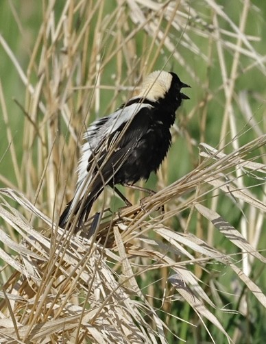 bobolink americký - ML620714080