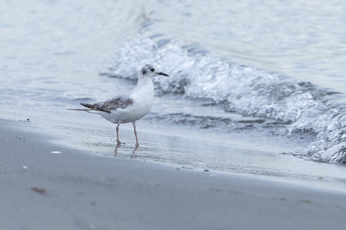 Mouette de Bonaparte - ML620714081