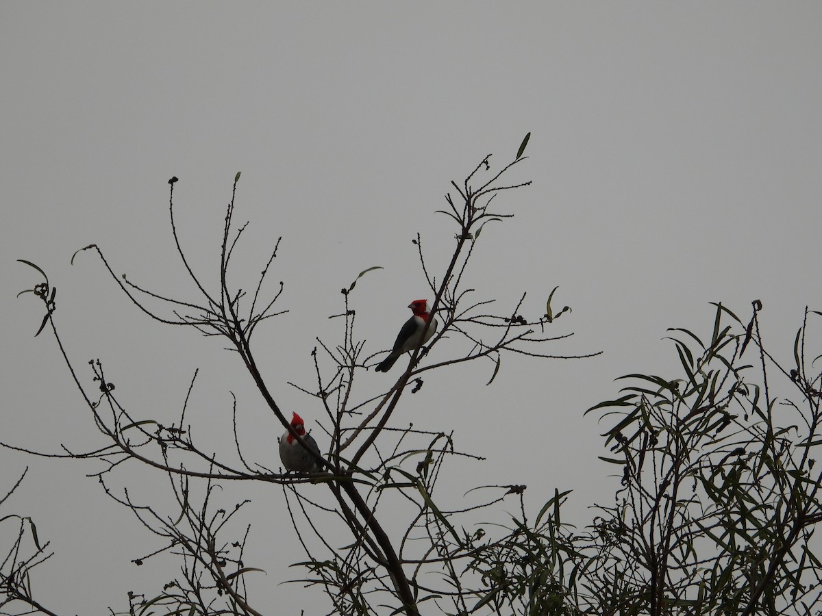 Red-crested Cardinal - ML620714082