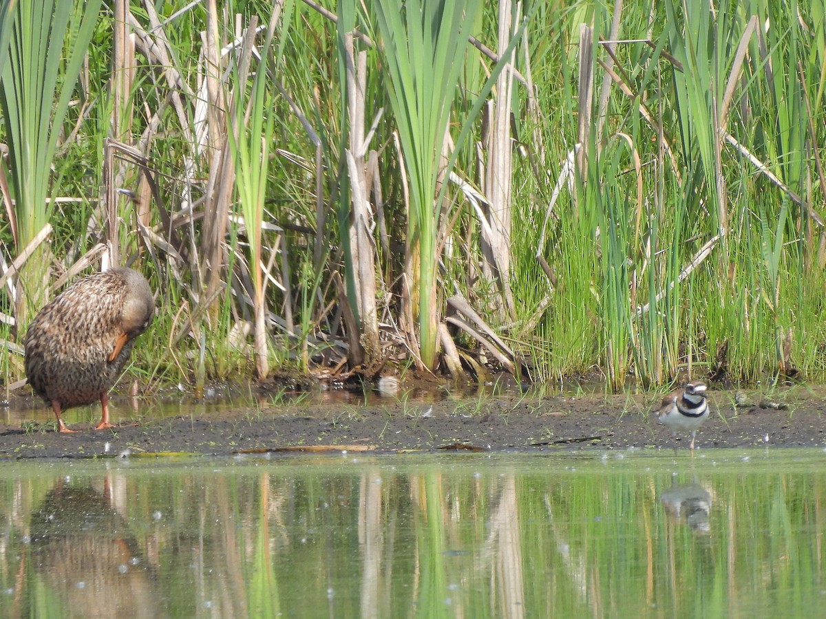 Killdeer - ML620714084