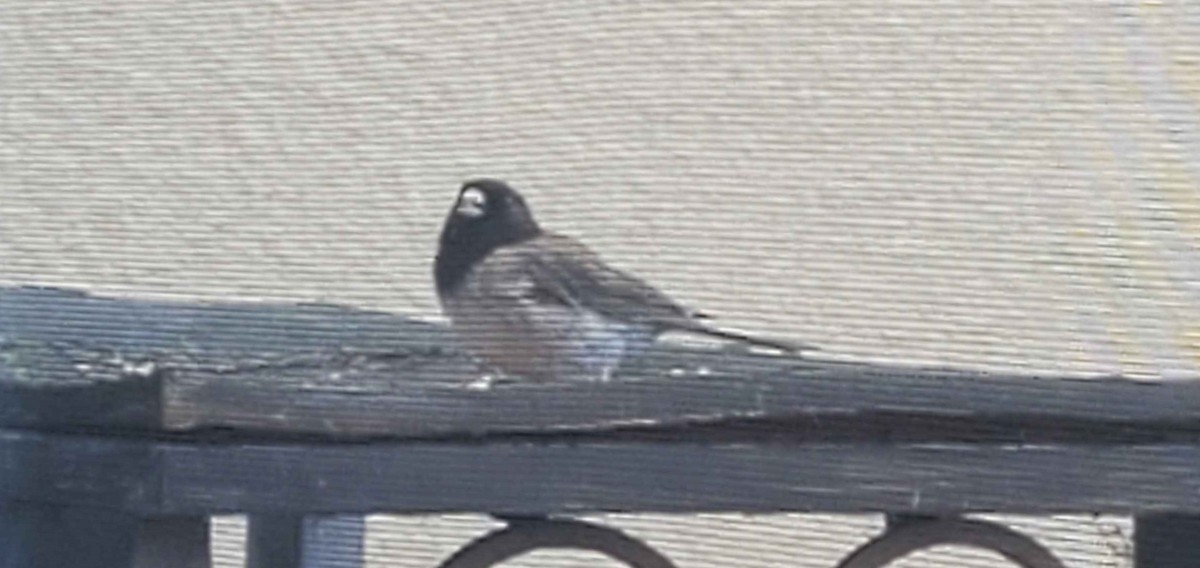 Dark-eyed Junco - ML620714086