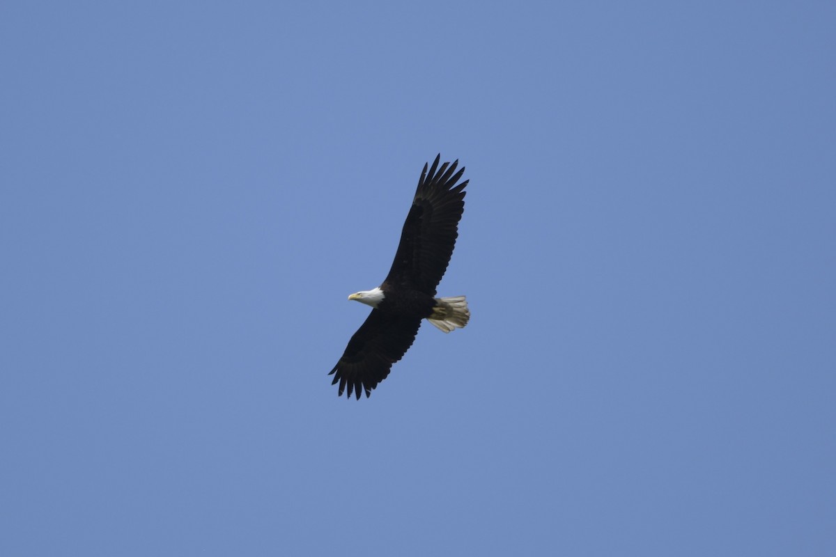 Bald Eagle - ML620714088