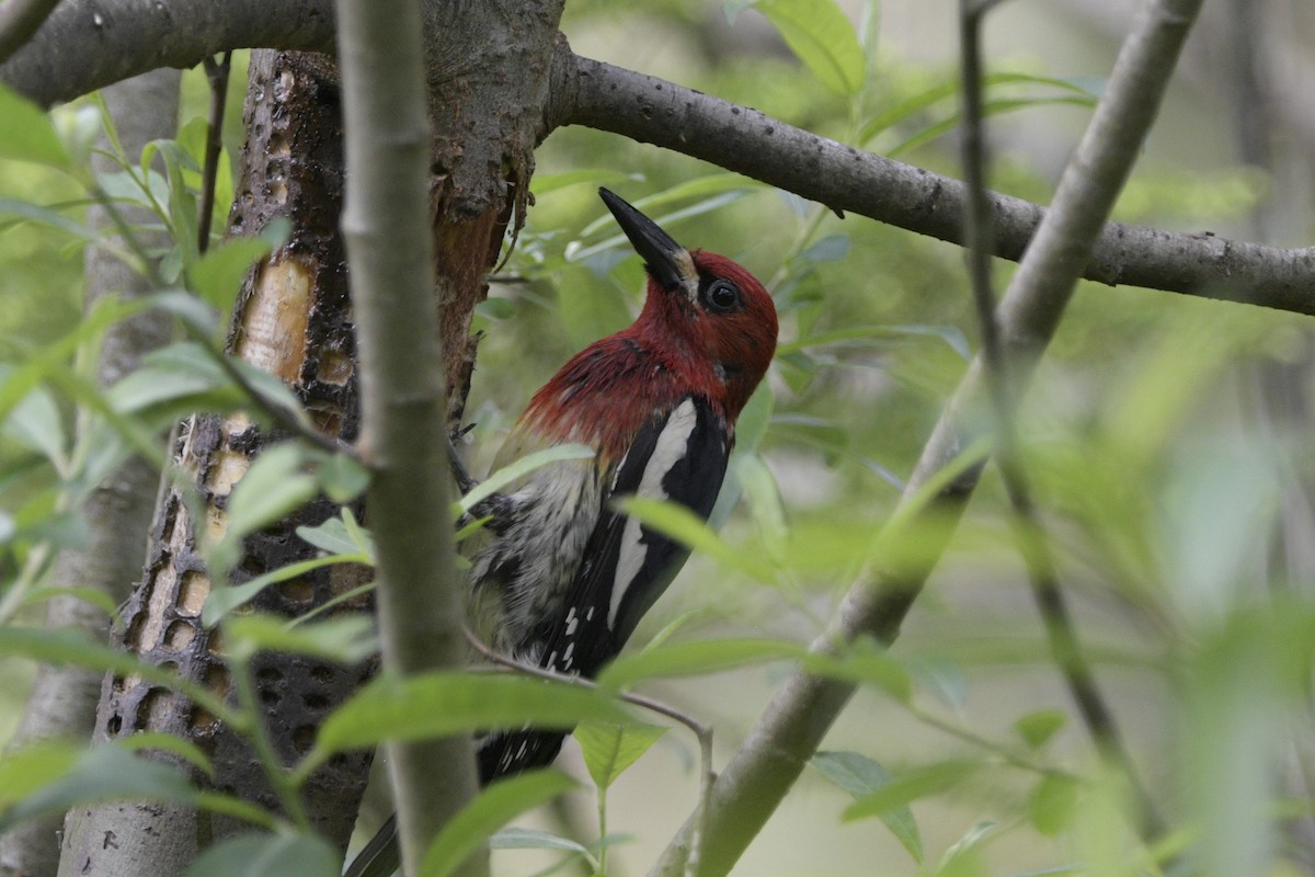 Red-breasted Sapsucker - ML620714090