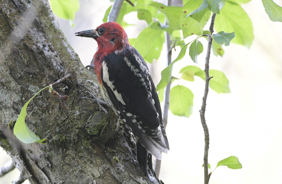 Red-breasted Sapsucker - ML620714091