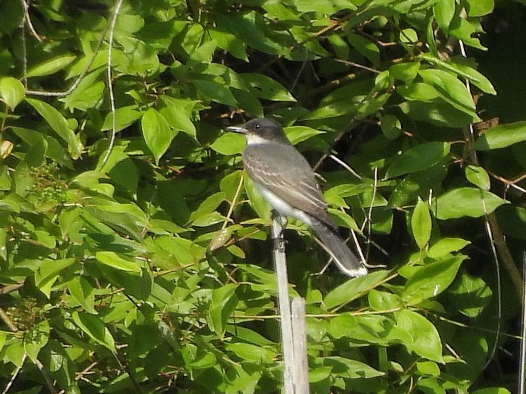 Eastern Kingbird - ML620714093