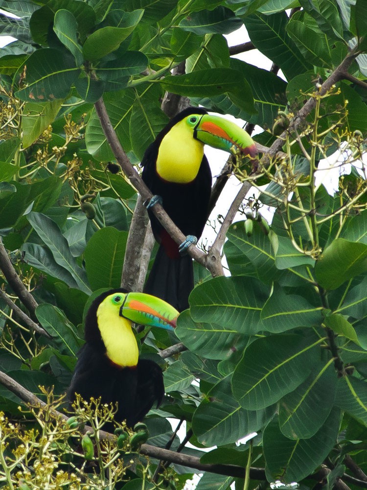 Keel-billed Toucan - ML620714095