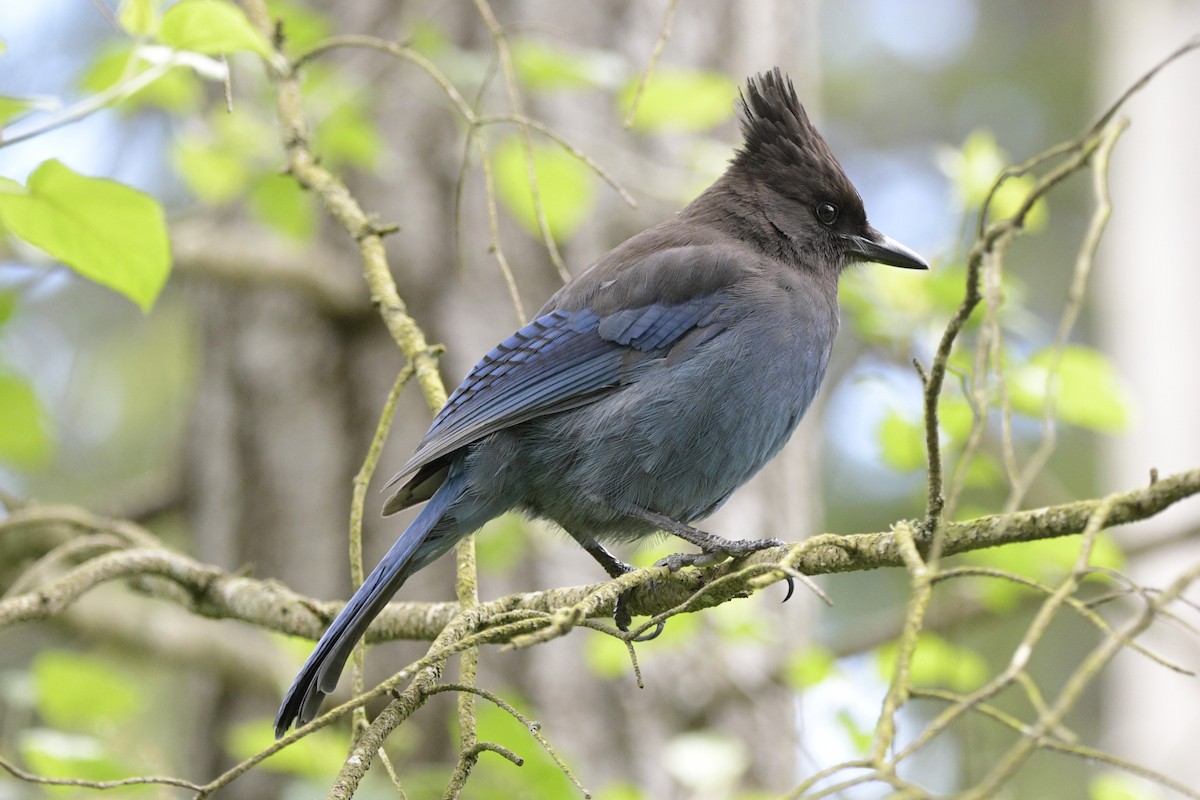 Steller's Jay - ML620714098