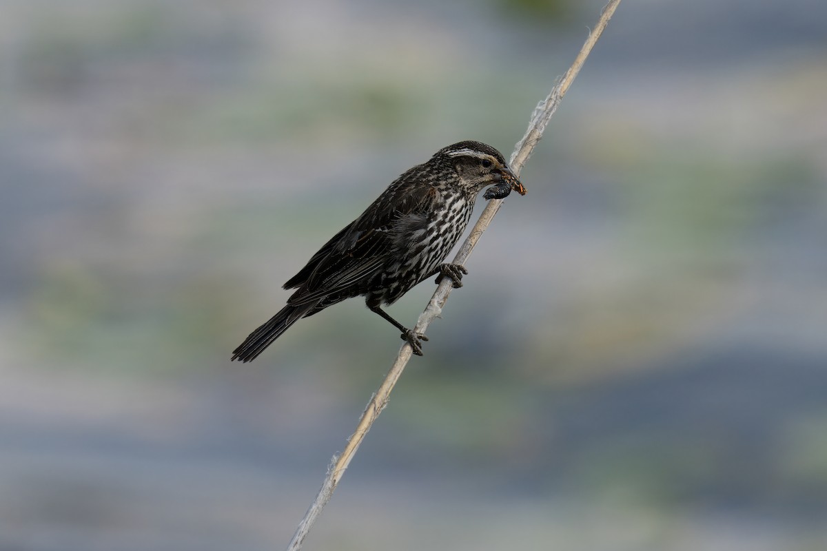 Red-winged Blackbird - ML620714099