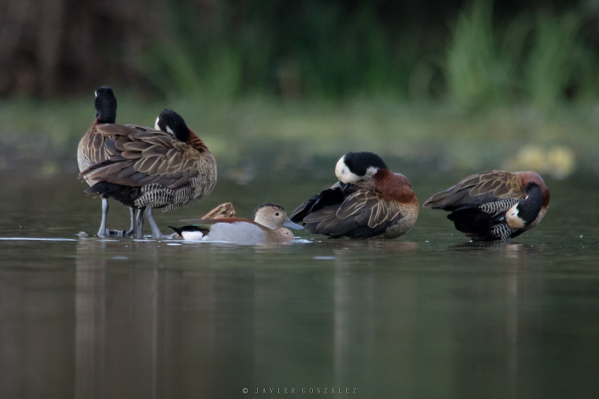 White-faced Whistling-Duck - ML620714105