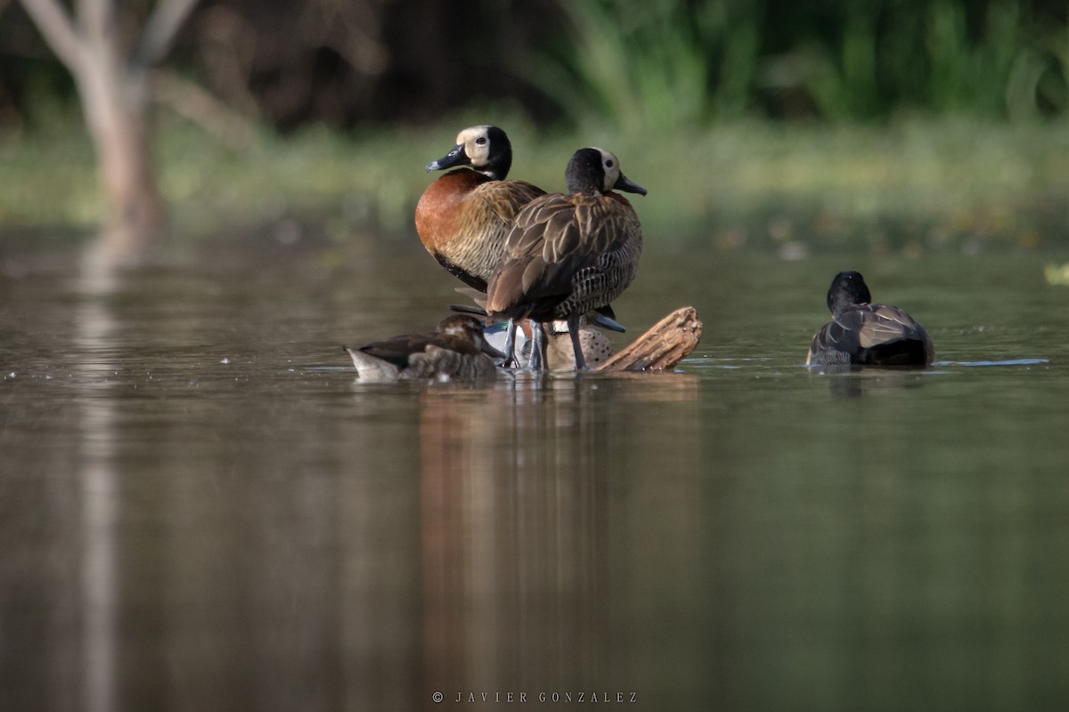 White-faced Whistling-Duck - ML620714107