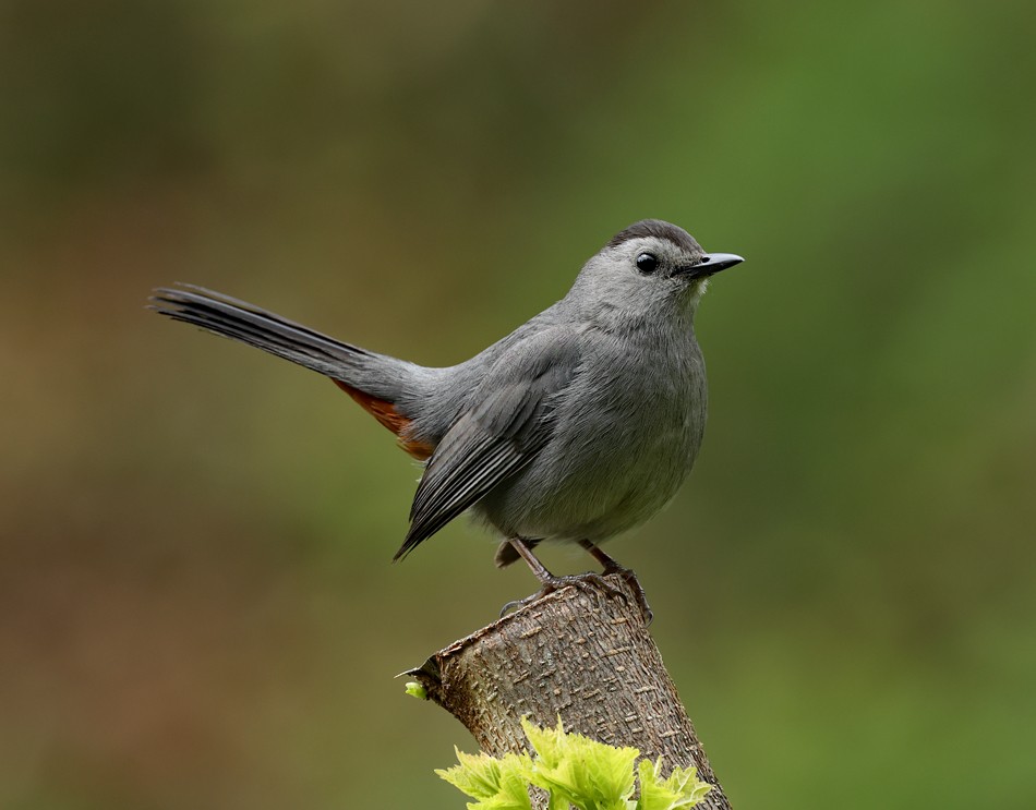 Gray Catbird - Donna Lorello