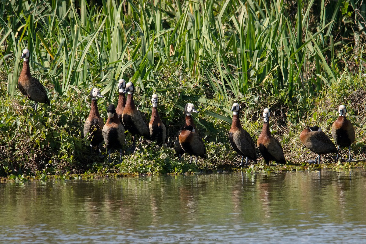 White-faced Whistling-Duck - Javier González