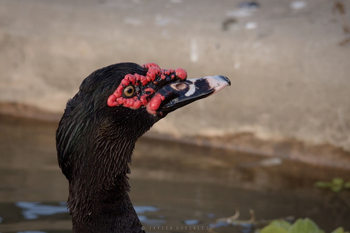 Muscovy Duck (Domestic type) - ML620714120