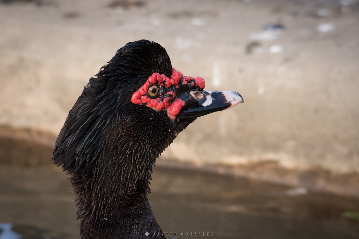 Muscovy Duck (Domestic type) - ML620714121