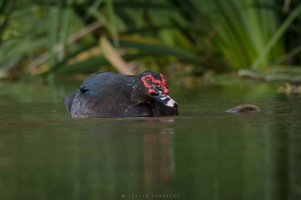 Muscovy Duck (Domestic type) - ML620714122