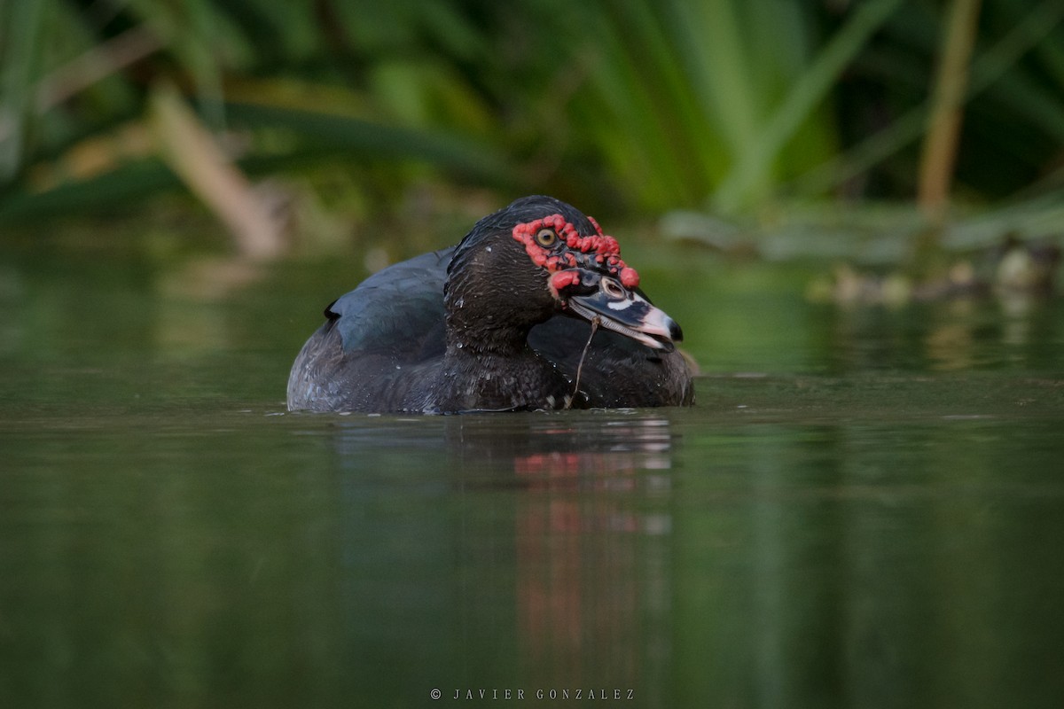 Muscovy Duck (Domestic type) - ML620714125