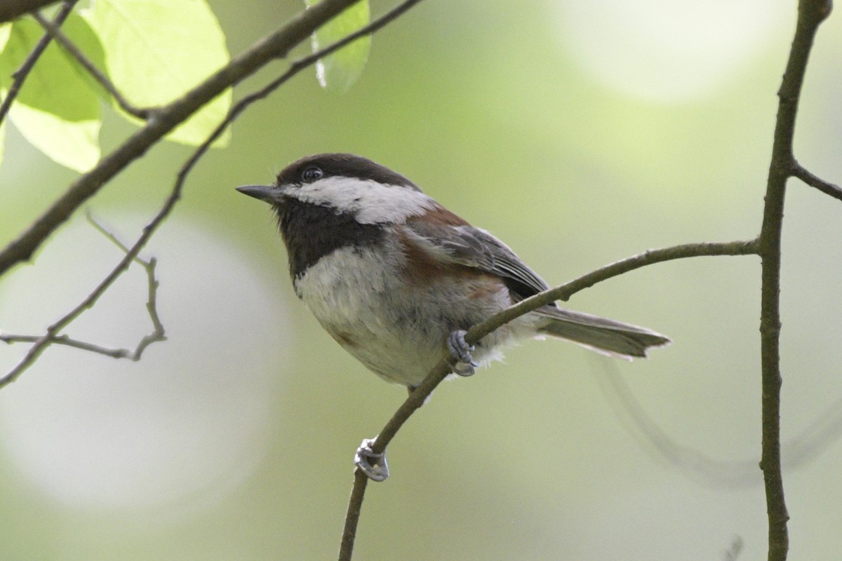 Mésange à dos marron - ML620714127