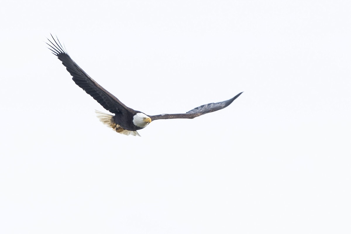 Bald Eagle - ML620714128