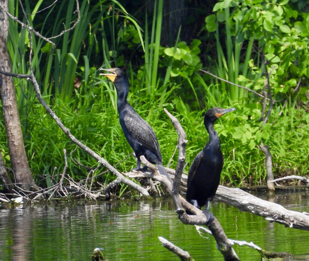 Cormoran à aigrettes - ML620714129