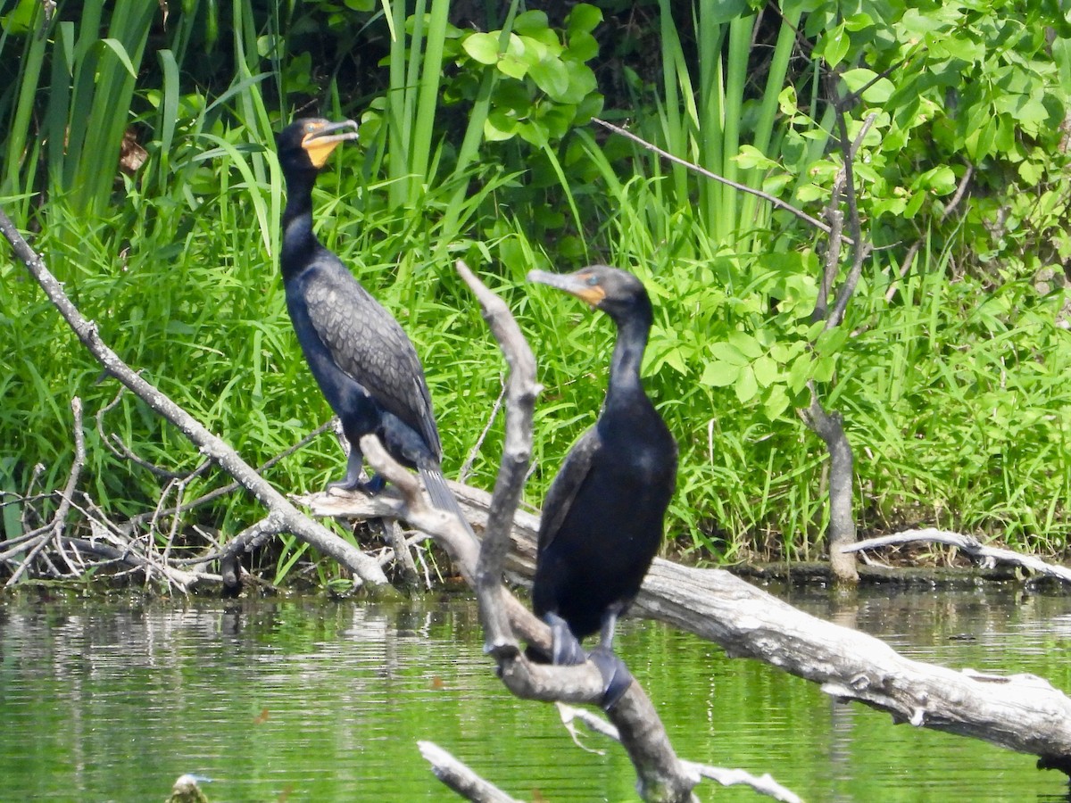 Cormoran à aigrettes - ML620714130