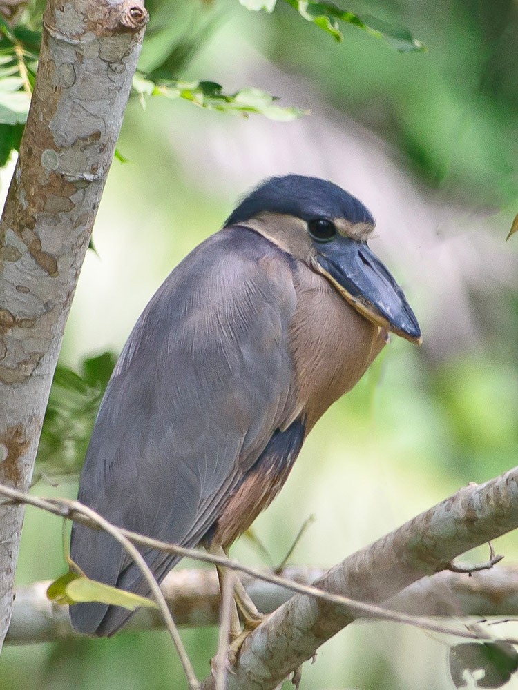 Boat-billed Heron - ML620714133