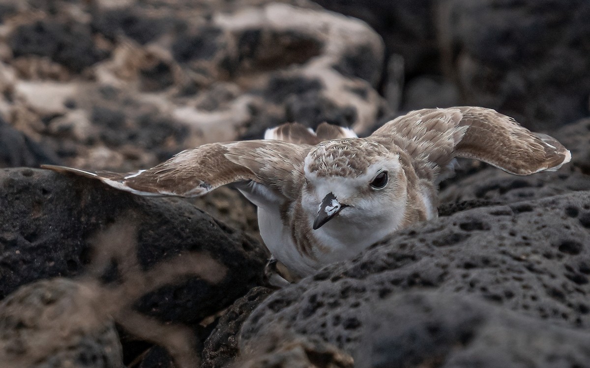 Kentish Plover - ML620714134