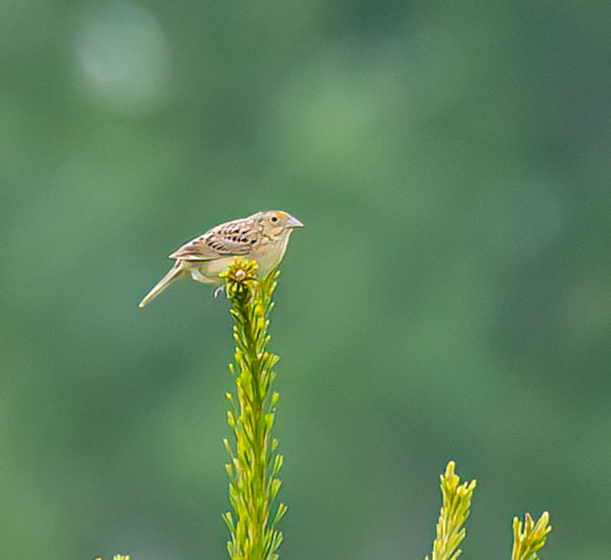 Grasshopper Sparrow - ML620714137