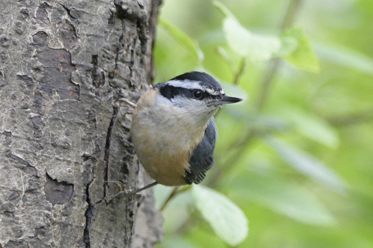 Red-breasted Nuthatch - ML620714139