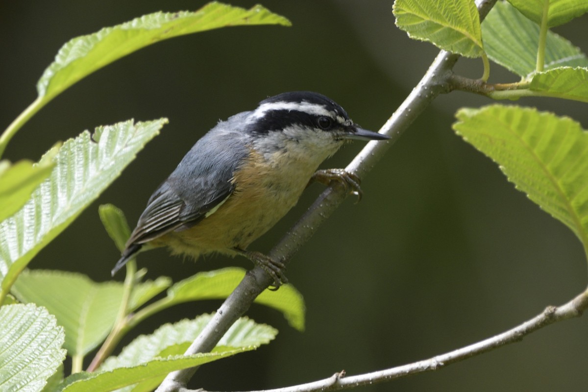 Red-breasted Nuthatch - ML620714140