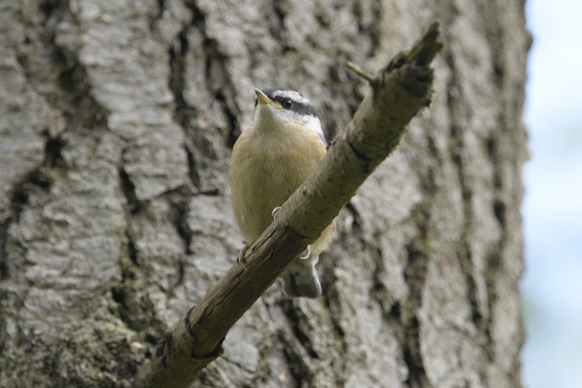 Red-breasted Nuthatch - ML620714141